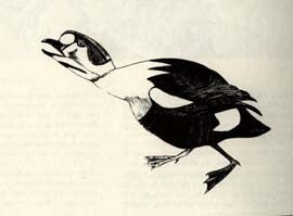 King Eider
