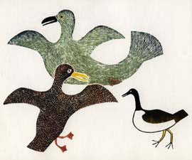 Sea Pigeons
