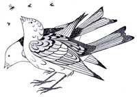 Feeding on Flies