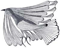 Flying in a Strong Wind