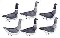 Marching Birds