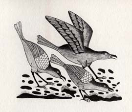 Migrating Birds