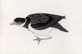 Bird on the Shore