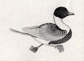 Swimming Duck