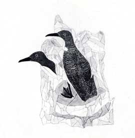 Two Arctic Murres