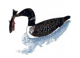 Arctic Loon