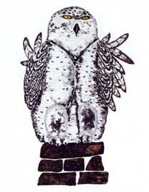 Young Owl on Cairn