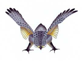 Hawk Prepares for Attack