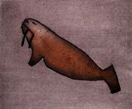 Aivilaaq (Small Walrus)