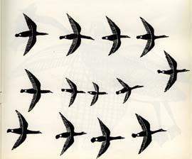 Flight Of Geese