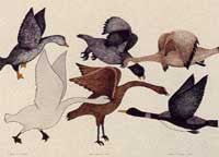 Birds of Summer