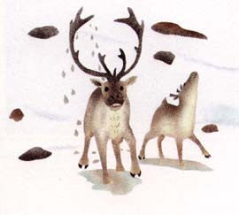 Caribou
