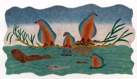 River Birds