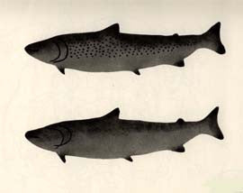 Fish with Shadows