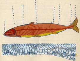Dream Fish