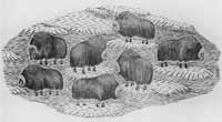 Musk Ox Herd