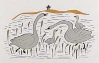 Swan in a Pond