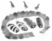 Sleeping Circle