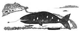 Qikittat