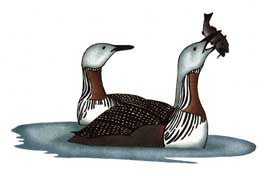 Loons