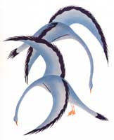 Birds Flying Happily