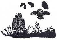 Father, Mother and Baby Owls