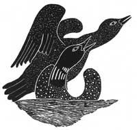 Loon and Eider Duck