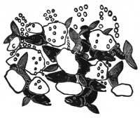 Fish in their Spawning Grounds